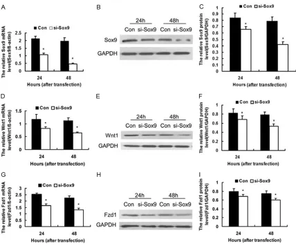 Figure 2. Knockdown of Sox9 down-regulated the expression of Wnt1 and its receptor Fzd1 in MG63 cells at 24 and 48 h after transfection with Sox9 siRNA (si-Sox9) and the negative control siRNA (Con)