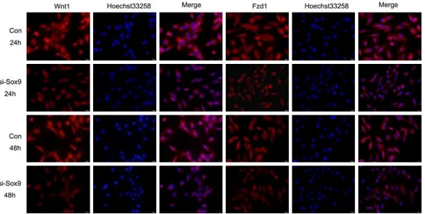 Figure 3. Expression of Wnt1 and its receptor Fzd1 in MG63 cells at 24 and 48 h after transfection with Sox9 siRNA (si-Sox9) and the negative control siRNA (Con) by immunoﬂuorescence staining, bar = 20 μm