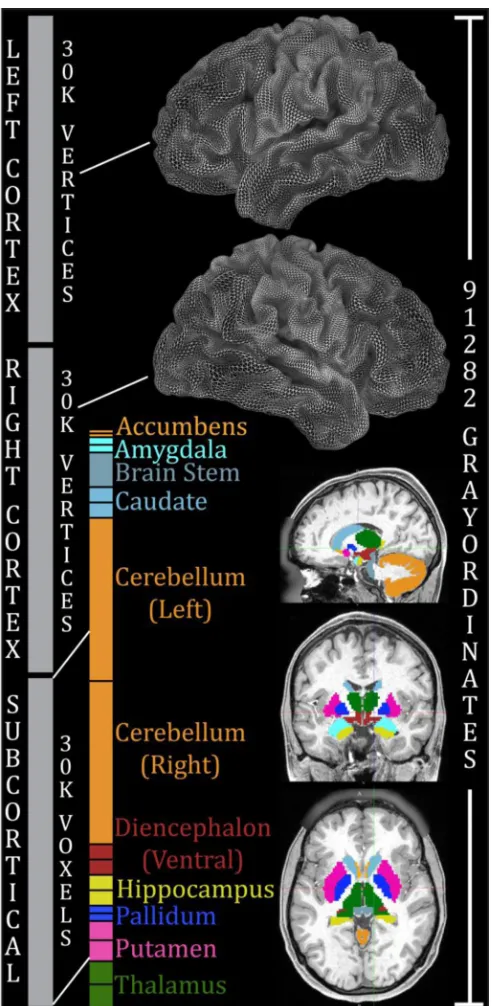Figure 1.Components of the CIFTI grayordinates spatial dimension and standard space. Left and right