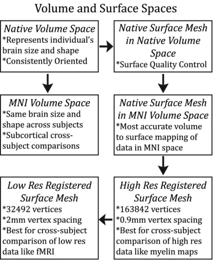 Figure 8.An overview of the volume and surface spaces produced by the HCP pipelines. Each space