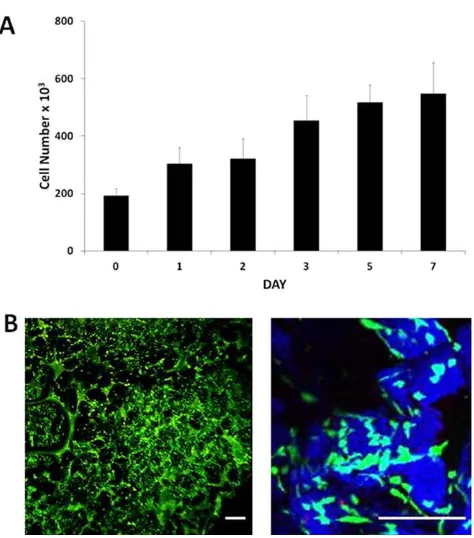 Fig. 6. Ciprofloxacin release from poly(DL-lactic acid-co-glycolicacid) (PLGA)/poly(ethylene glycol) (PEG)-alginate scaffolds