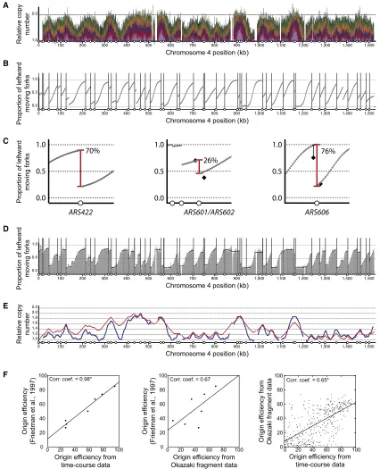 Figure 3. Genome-wide Replication Fork Direction and Origin Efﬁciency from Time-Course Data(A) Replication proﬁle for chromosome 4 (as described for Figure 1A).(B) Proportion of leftward-moving forks across chromosome 4 inferred from replication-time-cours
