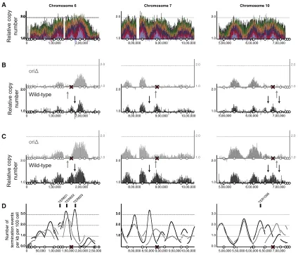 Figure 5. Inactivation of Replication Origins Results in Redistribution of Termination Events(A) Replication proﬁle for chromosome 6 and regions of chromosomes 7 and 10 (as described for(B and C) Comparisons of equivalent time points from the wild-type (bl