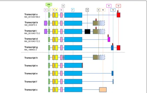Figure 4 Known HTR4 transcript variants. Transcripts a, b, i, d and g are currently reported by NCBI (December 2012); translational stoppositions are indicated by red arrows