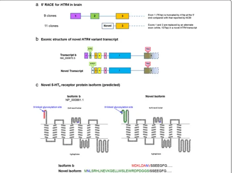 Figure 6 Analysis ofbrain tissue indicated expression of transcripts possessing exons 1-3, and also a novel transcript in which exons 1 and 2 are replaced by analternate exonstructure of this novel variant has an elongated HTR4 gene structure and identific