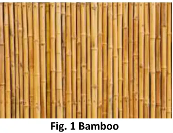 Fig. 1 Bamboo 