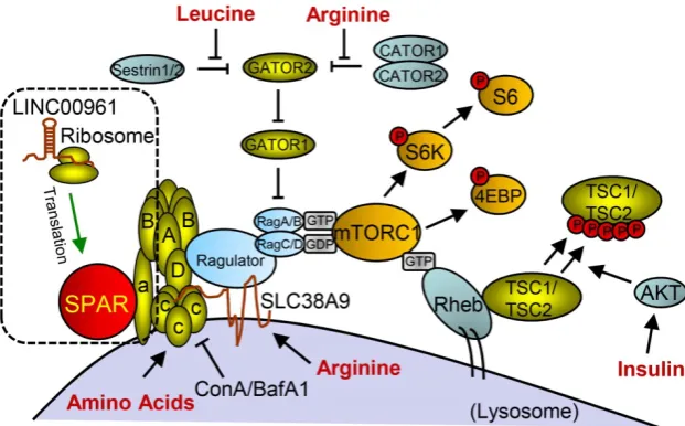 Figure 5. Small peptide SPAR derived from LINC00961 involved in working model of mTORC1 activation and signaling with SPAR