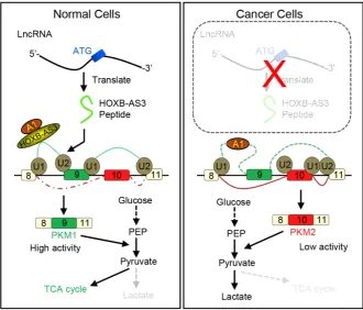 Figure 8. Working model for HOXB-AS3 peptide. Instead of functioning by lncRNA directly, the peptide of lower PKM2 and suppressing glucose metabolism reprogramming