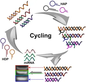 Table 1. DNA and miRNA oligonucleotide sequences involved in this work. 