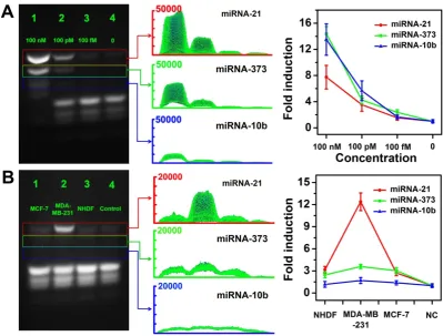 Figure 8. Multiple miRNA detection in homogeneous solutions and cell lysates. (A) The CHA gel assay results and corresponding gray curves for multiple miRNA detection at different concentrations (Lane 1: 100 nM, Lane 2: 100 pM; Lane 3:100 fM.) and RNase-fr
