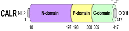 Figure 1.  Schematic primary structure of CALR protein. The conserved P-domain, N-domain and C-domain and KDEL motif are illustrated