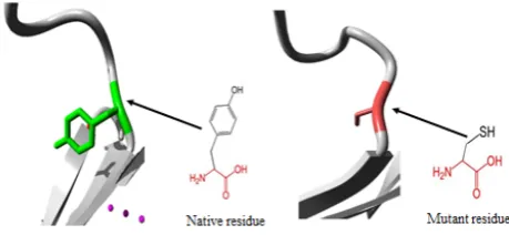 Figure 3.  Close-up of the mutation. The protein is coloured grey, the side coloured green and red respectively