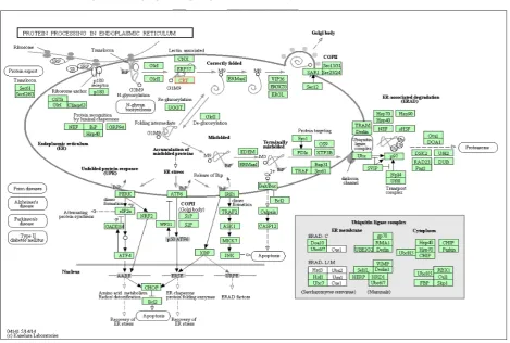 Figure 7.  Antigen processing and presentation network by MHC class I (KEGG ID: hsa04612) 