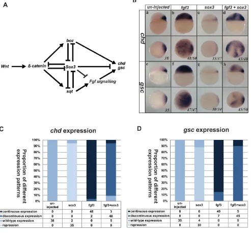 Figure 4. Sox3 represses expression of chdcontrols organizer formation. Sox3 plays a central role in this model to repress Fgf signalling in addition to independently repressing other genesneeded for organizer formation