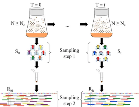 Figure 1 Two-step sampling in experimental evolution withtake place according to sampling plan I or II based on the mode of repro-duction