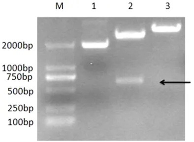 Figure 3. Products from recombinant Cap protein ex-press by SDS-PAGE analysis. M: Protein Marker; 1: pET-32a (+) without IPTG; 2: pET-32a (+) with IPTG; 3: pET-32-Cap without IPTG; 4: pET-32a-Cap with IPTG; 5: protein purification products.