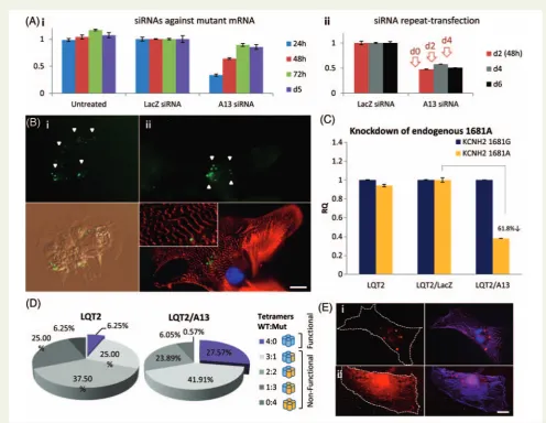 Figure 4 siRNA-mediated knockdown of mutated hERG in long-QT syndrome-type 2 cardiomyocytes