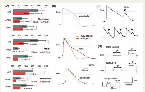 Figure 6 Isoprenaline and E4031 drug treatment in siRNA-treated long-QT syndrome-type 2 cardiomyocytes