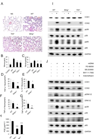 Figure 5. STING and TLR9 pathways are essential for the cationic liposome-induced activation of pulmonary inflammation.freshly isolated monocytes were cultured with mtDNA (5 Representative H&E staining of lung sections of mice treated with DOTAP liposomes 