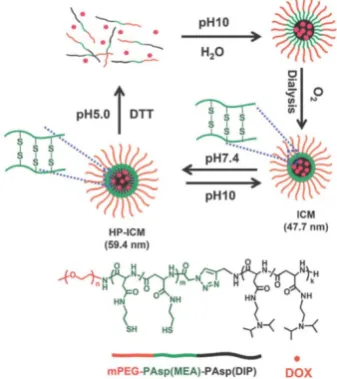Figure 11. Acid-labile polycarbonate-modified pH-responsive degradable polymeric nanocarriers showing swelling and eventual disassembly for controlling intracellular drug release