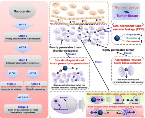 Figure 1. Illustration of size-dependent antitumor drug delivery. stage 1: extravasation based on the tumor vascular pore size selection (Three arrows indicate that tumor cell uptake and subsequent intracellular drug release