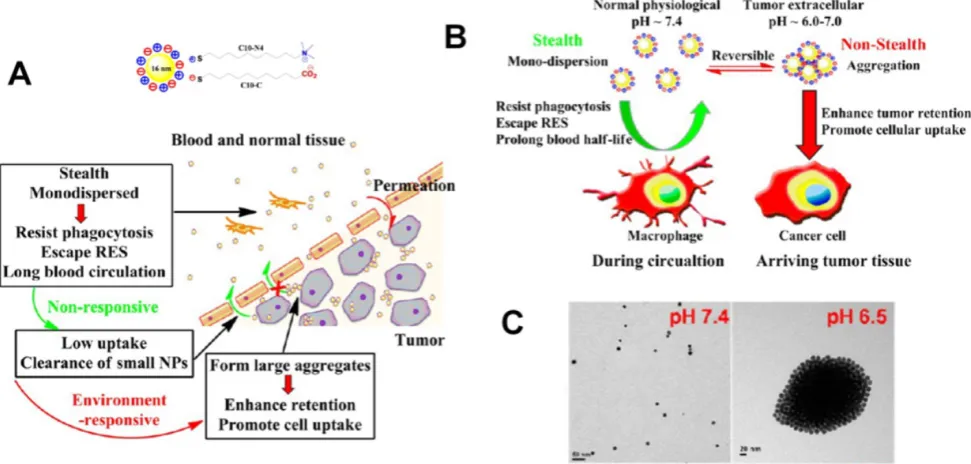 Figure 2. extracellular acidic stimuli. (A) Schematic illustration of pH-responsive aggregation of gold nanoparticlesenhancing targeted retention and cellular uptake in response to the tumor (B) Illustration of the size-dependent prolonging of blood circul