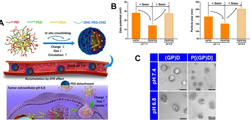 Figure 3. (A) Scheme and (B) Digital image of the tumor-targeted aggregation of pH-responsive polymeric nanomicelles for enhanced retention at tumor tissue and rapid intracellular drug release in tumor cells