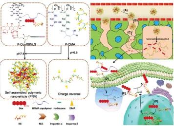 Figure 5. Schematic illustration of a multistage pH-responsive stepwise size reduction and charge-reversal polymeric nanocarrier