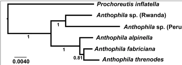 Figure 21. Bayesian tree showing the relationships among species of Anthophila. The numbers below branches are posterior probabilities.