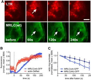 Fig. 1. Myosin II is recruited to fused lamellar bodiesfollowing actin coat formation.(C) Expression of the non-phosphorylated MRLC mimic[MRLC(AA)–GFP] slowed down actin coat contractionsignificantly compared to expression of MRLC(wt)–GFP(* (A) Simultaneou
