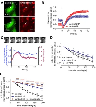 Fig. 4. The role of cofilin in lamellar bodycompression.for control and cofilin S3E–DsRed, respectively).Addition of (significant reduction of the compression rate (*and 22 fusions for cofilin and actin, respectively).(C) Inhibition of ROCK with Y27632 res
