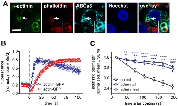 Fig. 5. The role of actin crosslinking protein afor control, actinin tail and head, respectively)