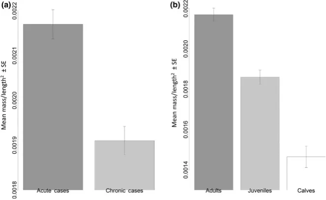 FIGURE 1 Relationships between mass and length and their ratios for male harbor porpoises