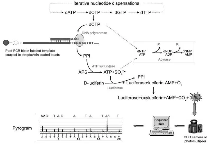Figure 1: Schematic representation of pyrosequencing.  