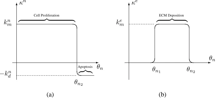 Figure 3: (a) The net cell proliferation rate, κphenotypic progression in response to the local cell volume fractionn, and (b) the ECM deposition rate, κe, representing θn