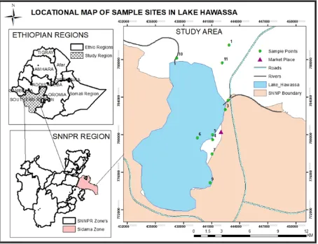 Figure 1.  Location map of sample sites in Lake Hawassa 