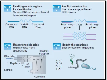 Figure 4 – This schematic shows the stepwise processes involved in the identification of microorganisms by PCR