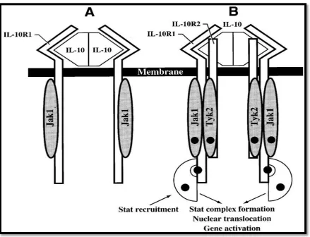 Figure 6 – Interleukin 10 and receptor (Kotenko et al, 1997) 