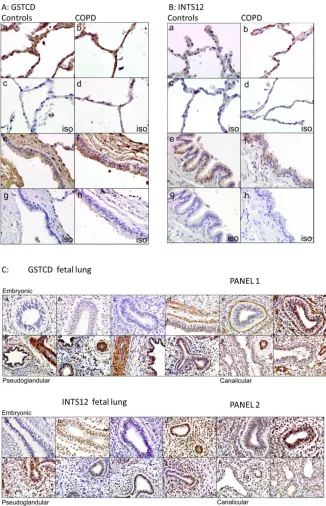 Figure 6.  pseudoglandular stage. Panel 2: INTS12 expression in the same panel of tissue samples as described above