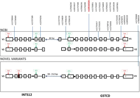 Figure 1.  associated with FEVto splice variants 1, 2 and 3 for each gene. Open boxes represent exons and connecting black lines represent introns