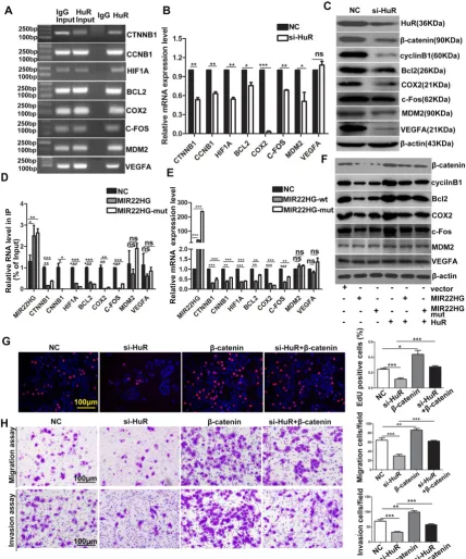 Figure 7. MIR22HG< 0.01; ***silencing alone or with < 0.0001. (F) Effect of  and MIR22HG-mut influence the binding of HuR to its target mRNA