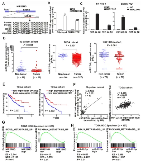 Figure 3. disease-free survival in the TCGA cohort based on miR-22-3p expression. (F) Correlation of MIR22HG is positively associated with miR-22-3p in HCC