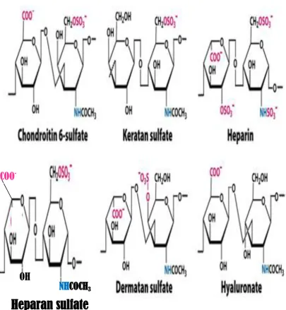 Fig. 1.1: Schematic structures of GAGs. 