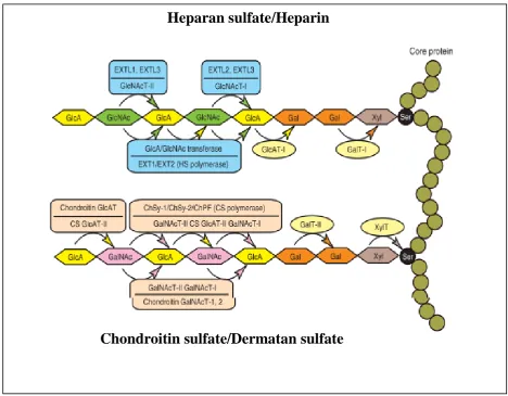 Figure 1.3; Schema of the biosynthetic assembly of the GAG backbones by various            glycosyltransferases