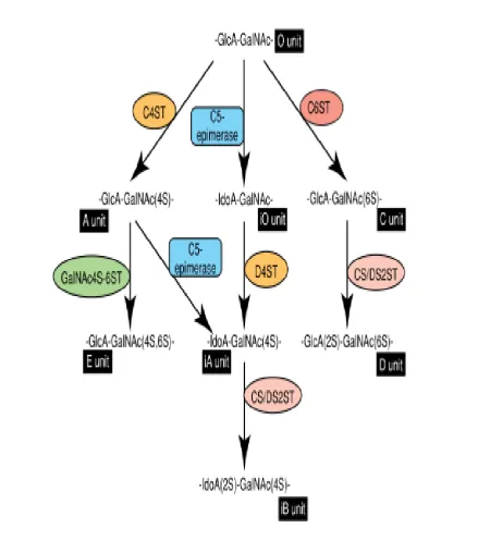 Figure 1.5; Pathways of CS/DS chain elongation.