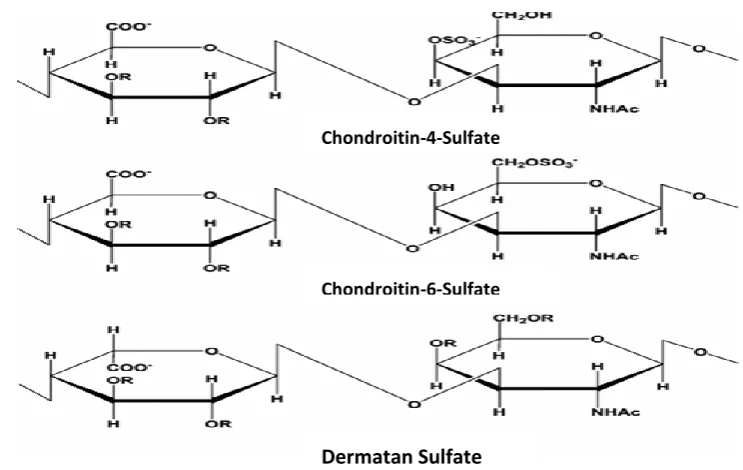 Figure 1.9: Unsaturated disaccharides derived from CS by enzyme catalysed            elimination