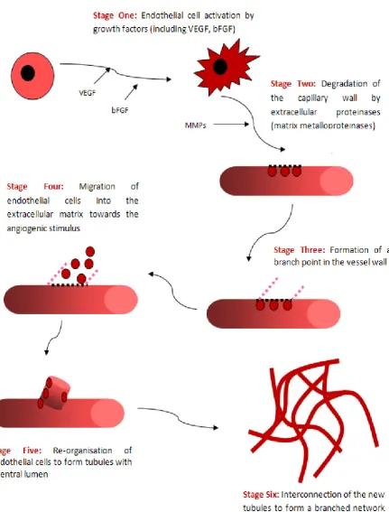 Figure 1.10: Stages involves in tumour angiogenesis 