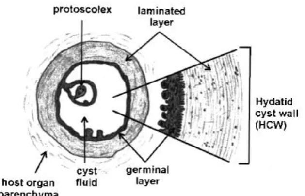 Figure 1.2:  Structure of the Hydatid cyst.  