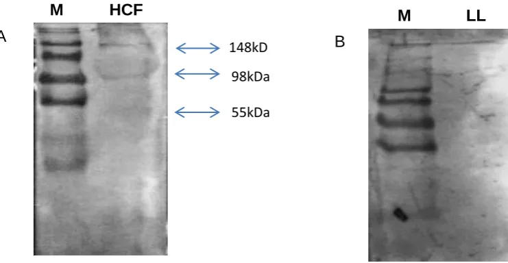 Figure 3.6 Blot images showing positive results of the reactivity of (A) HCF with IgG4 (Figure 3.7A) and (B) LL with IgG4 (Figure 3.7B)