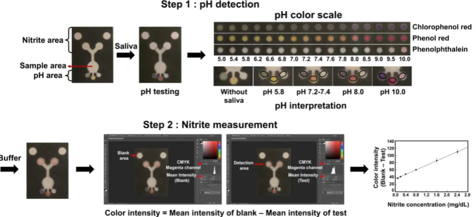 Figure 1. Image of the PAD and scheme for pH and nitrite determination. Step 1 describes the process for naked eye determination of the pH